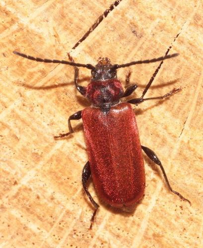 Pyrrhidium sanguineum